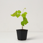 Саженец Ежемалина "Loganberry", Горшок P9, Лето 2024 - фото 25408013