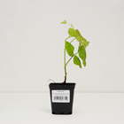 Саженец Ежемалина "Loganberry", Горшок P9, Лето 2024 - фото 25408014