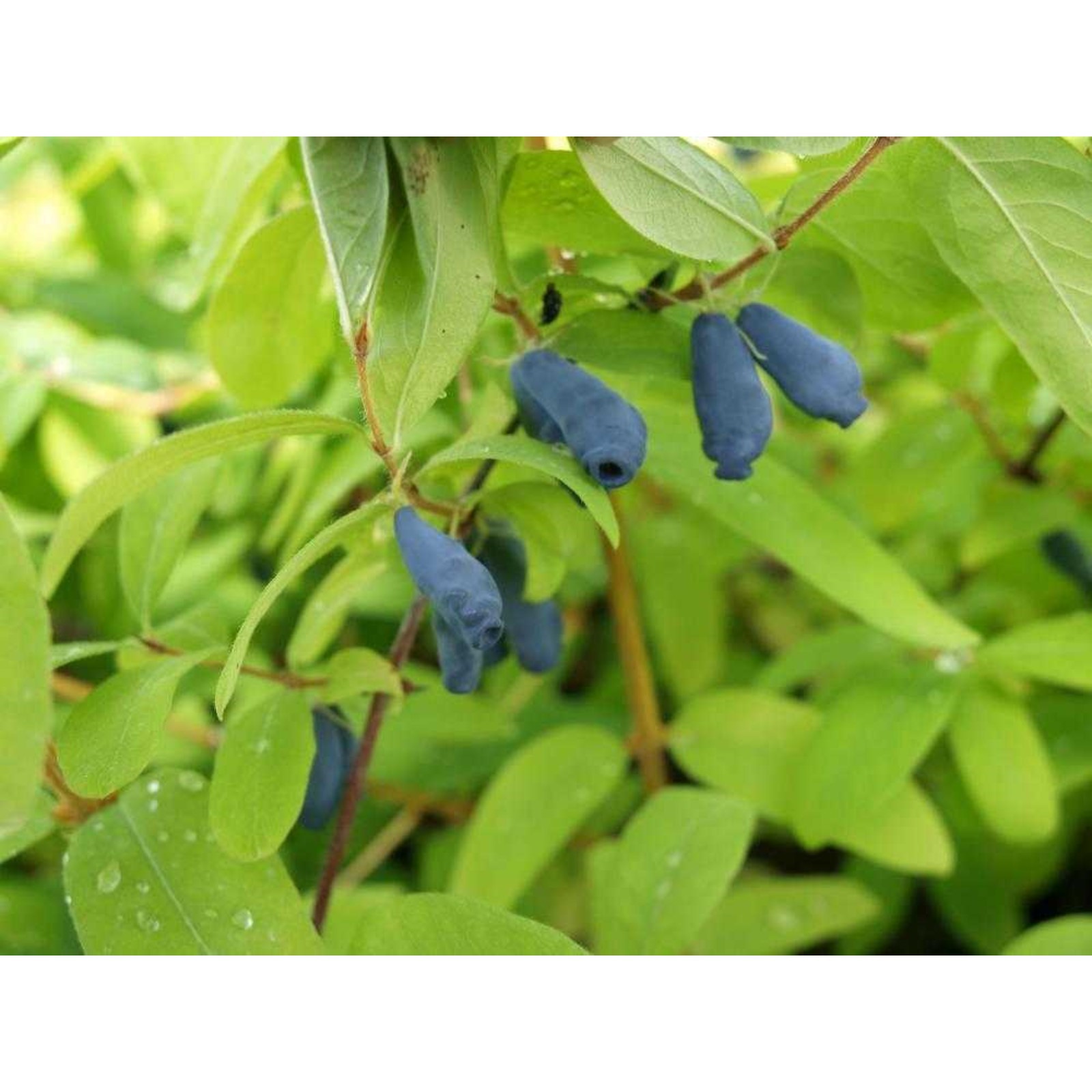 Жимолость съедобная (Lonicera edulis). Жимолость съедобная (Lonicera edulis `Амфора`). Жимолость Камчатская "Блю Велвет". Жимолость Камчатская "Эйсбер" / Lonicera kamtschatica ".