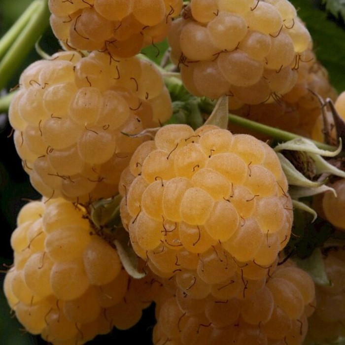

Саженец Малина обыкновенная "Golden Bliss", Горшок P12, Лето 2024