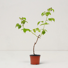 Саженец Малина обыкновенная "Golden Bliss", Горшок P12, Лето 2025 - фото 26174631