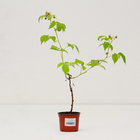 Саженец Малина обыкновенная "Golden Bliss", Горшок P12, Лето 2025 - фото 26174632