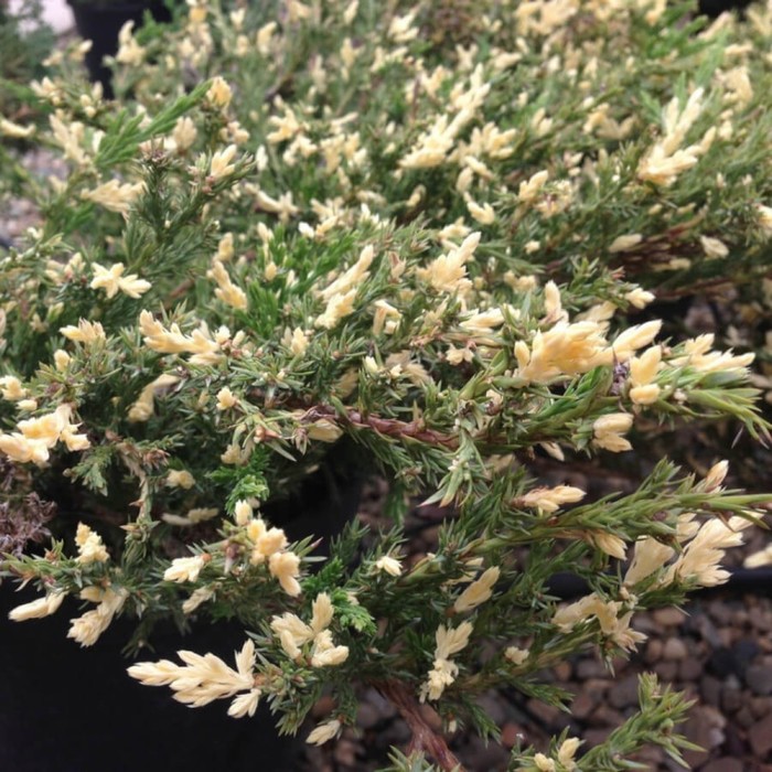 Можжевельник горизонтальный Juniperus horizontalis 'Andorra Variegata' - Питомни