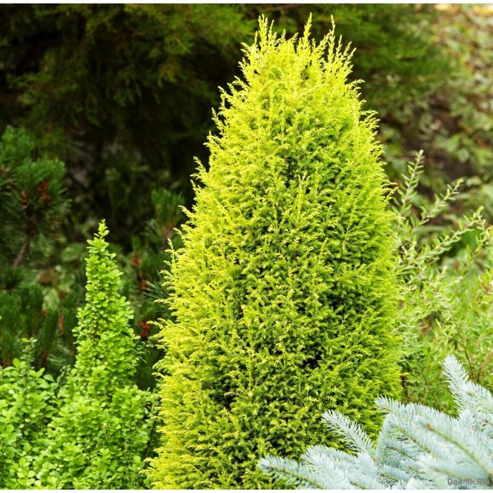 Можжевельник обыкновенный суецика (juniperus communis suecica) - описание и фото