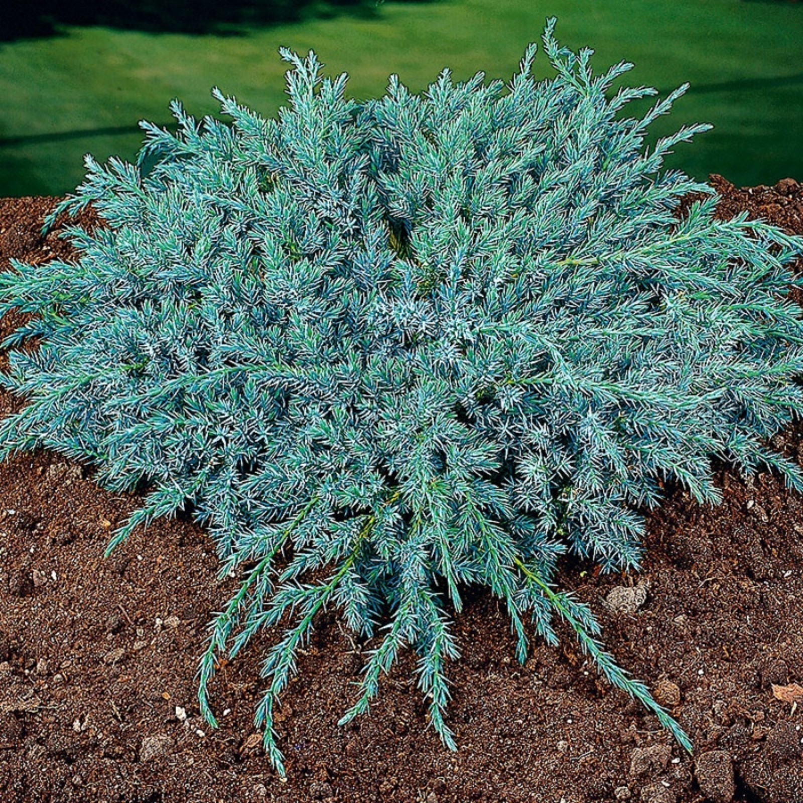 Можжевельник чешуйчатый Блю Карпет (Juniperus squamata Blue Carpet) - описание и