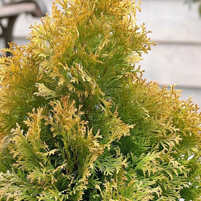 Золотая туя фото Золотая туя фото
