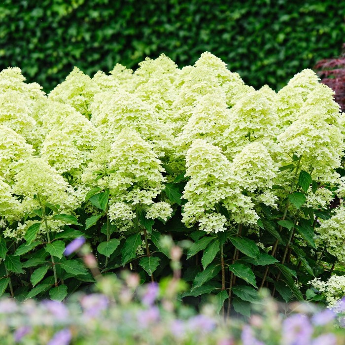 Гортензия метельчатая Мэджикал Лайм Спаркл Hydrangea paniculata Magical Lime Spa