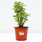 Саженец Гортензия метельчатая "pan. Sugar Rush", Горшок C3,5, Осень 2024 - фото 26174634