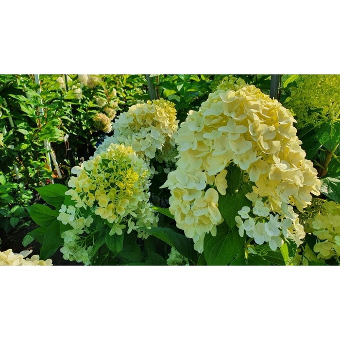 Гортензия саммер сноу описание и фото отзывы Гортензия саммер сноу описание и фото отзывы