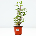 Саженец Гортензия "pan. Sundae Fraise", Горшок C3,5, Осень 2024 - фото 26174640