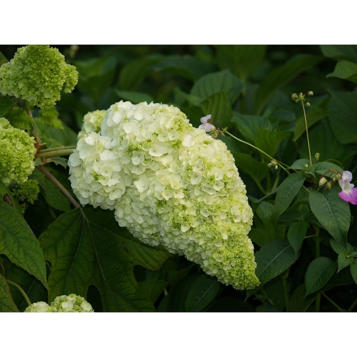 Hortensie, Eichenblättrige Hortensie 'Munchkin': Lubera.at Hydrangea quercifolia