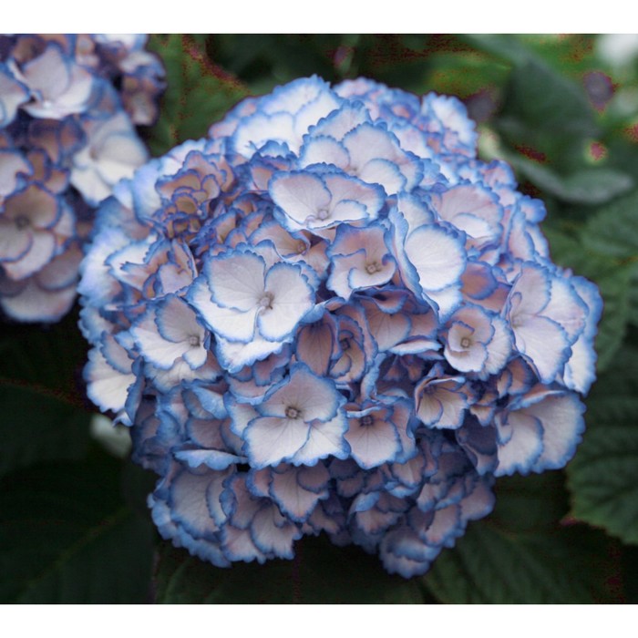 Closeup Picture of pink Hydrangea Flowers free image download