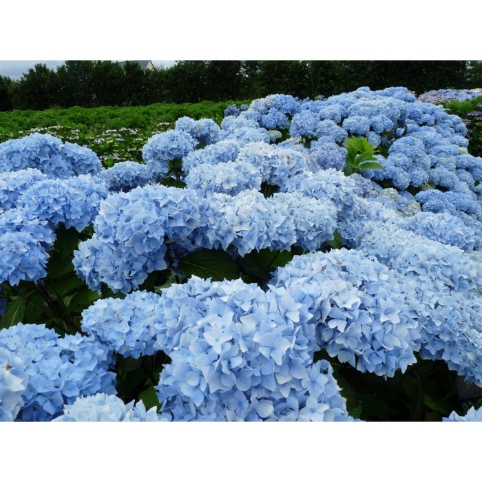 Гортензии генерал висконт фото Гортензии генерал висконт фото