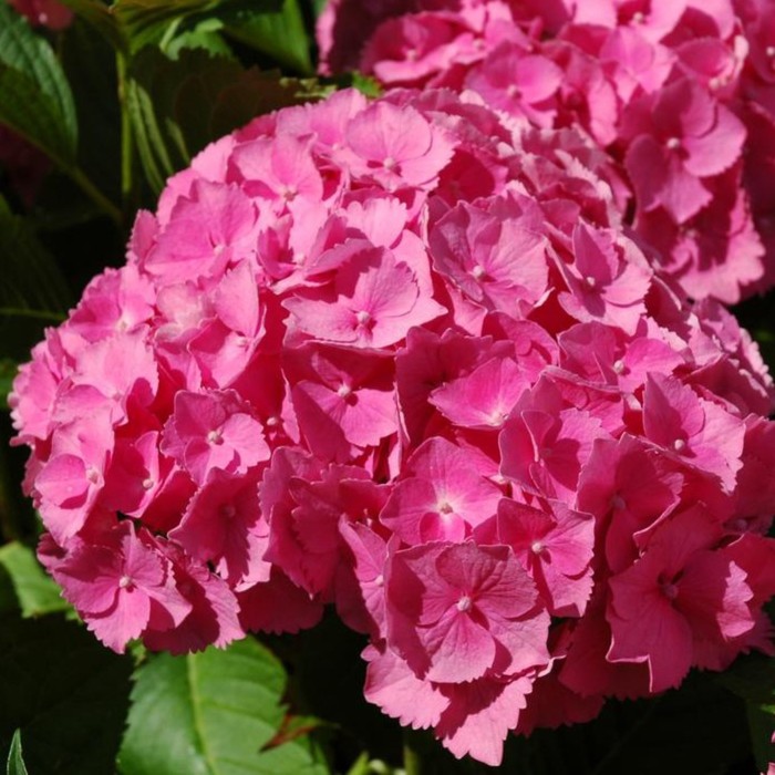 Гортензии букет роуз фото и описание Гортензии букет роуз фото и описание