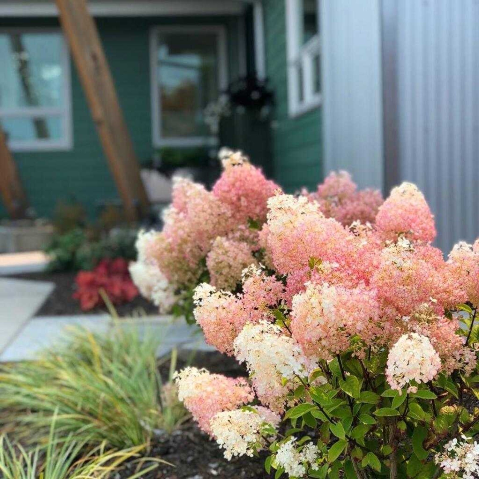 Бобо гортензия метельчатая фото отзывы