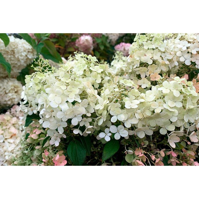 Магия гортензии Мэджикал Гималайя Мир вокруг нас Фотогалерея природы на dia-logi