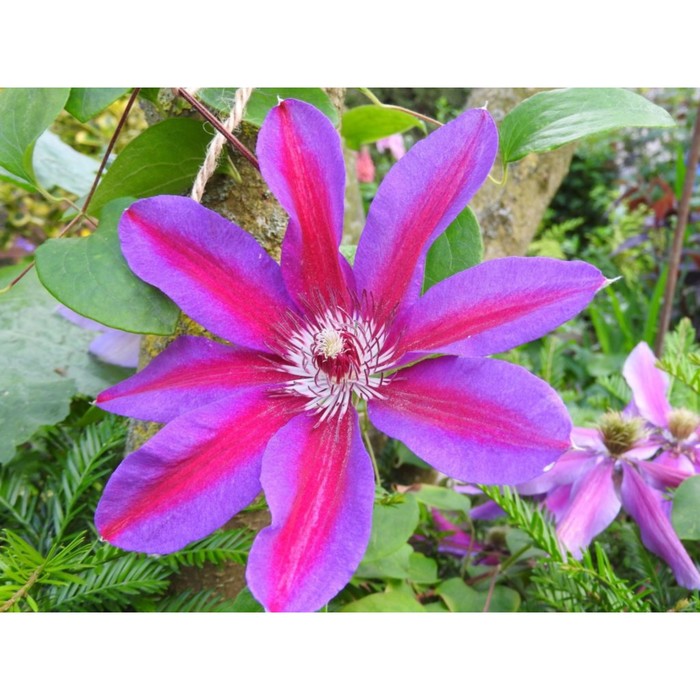 Акаши клематис фото Акаши клематис фото