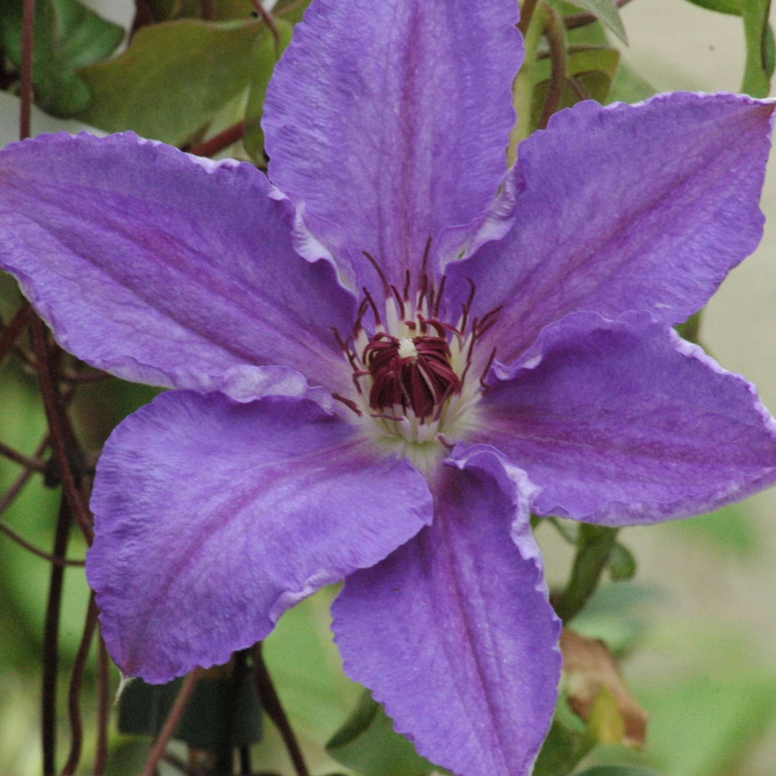 Клематисы Элис Фиск (Alice Fisk) - энциклопедия садовых растений. Клематисы - оп