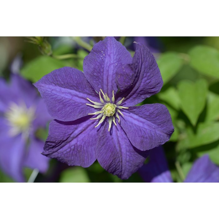 Клематис синее пламя фото Molot-Club.ru