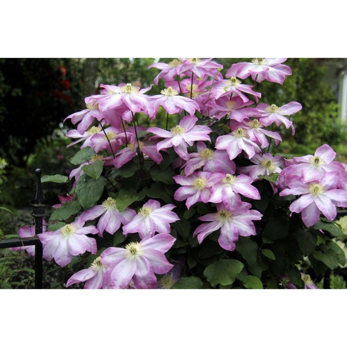 Асао клематис фото Art-and-Stone.ru