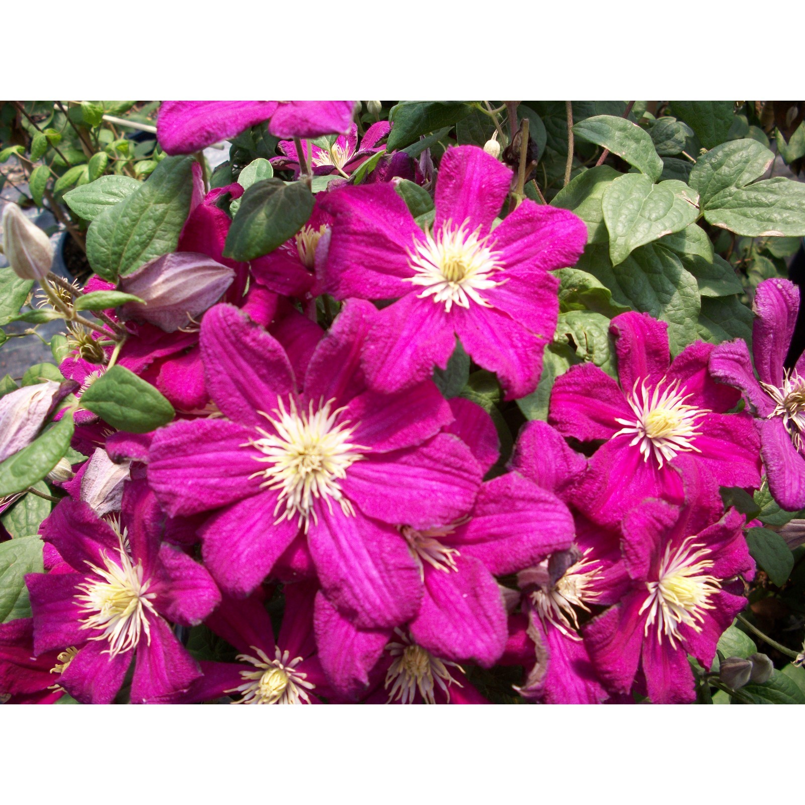 Саженец Клематис "Barbara", ОКС, А, Лето 2024 (10521766) - Купить по ...