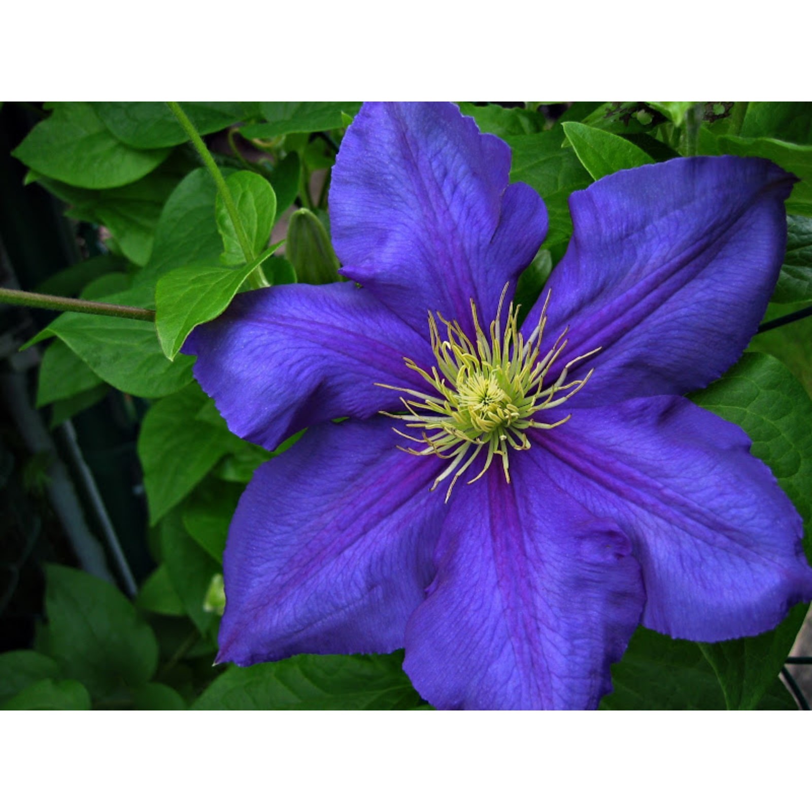 Clematis 'Angelique' Clematis, Clematis vine, Garden vines