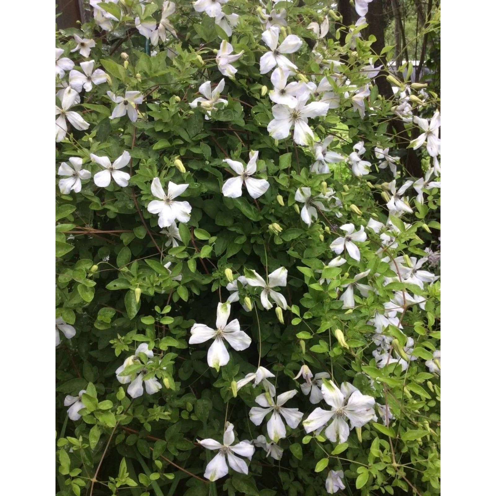 Clematis viticella Alba Luxurians - Clematite