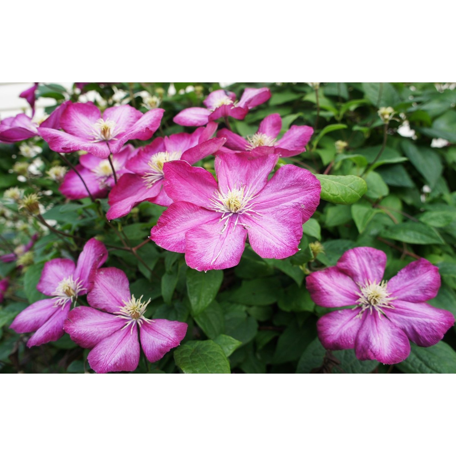 Клематис Carmencita (Карменсита) - Зеленый сад