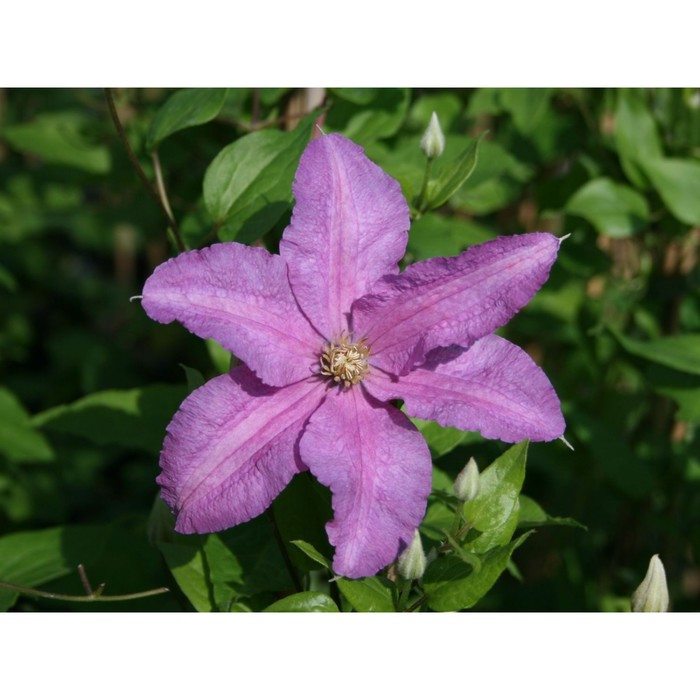 Clematis (Клематис) Danuta P9. Остаток шт 6