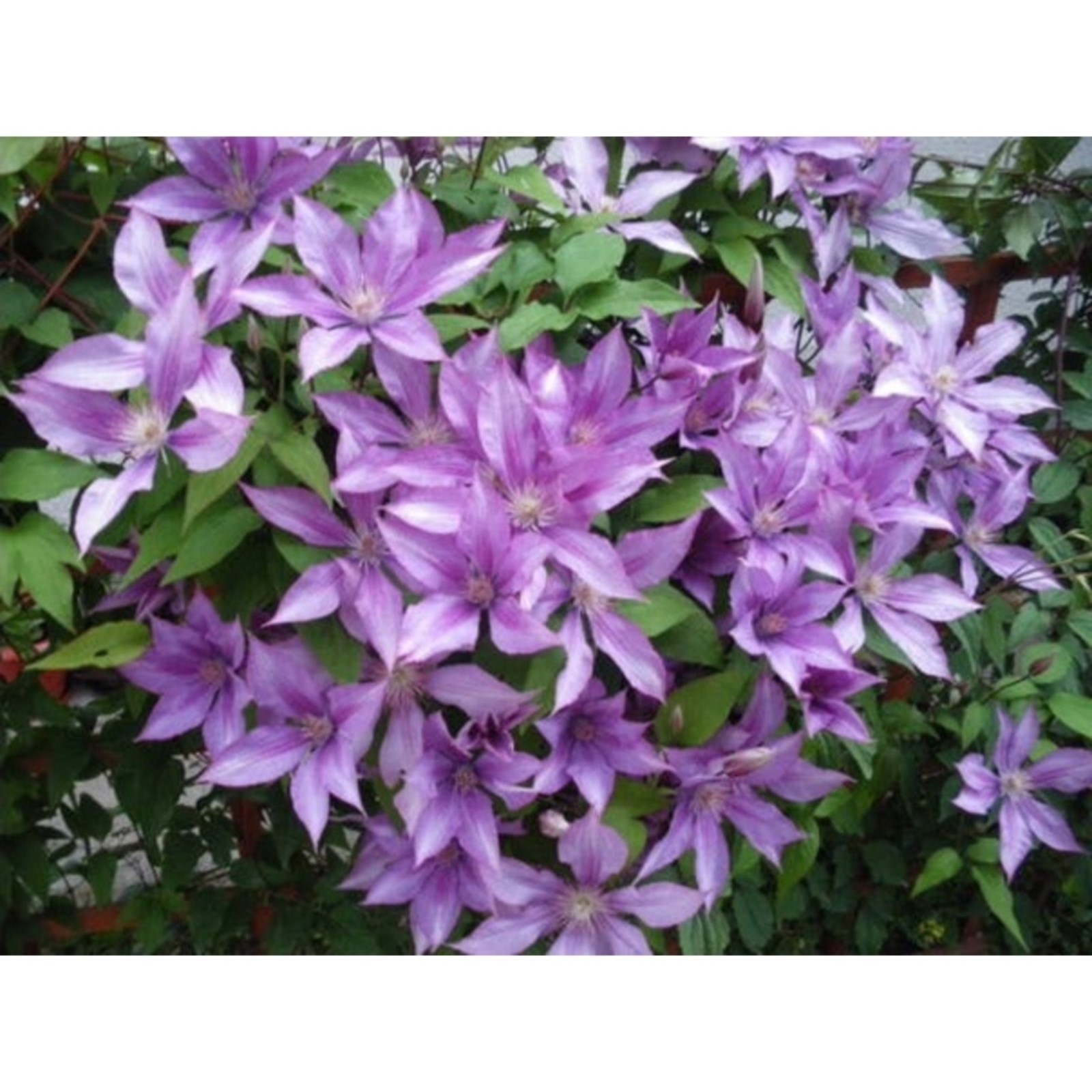 Клематис дороти валтон фото Клематис дороти валтон фото