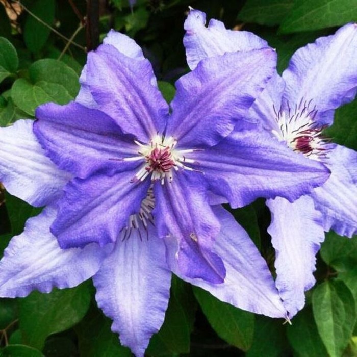 Клематис Элис Фиск Клематисы. Декоративноцветущие луковицы, рассада и саженцы