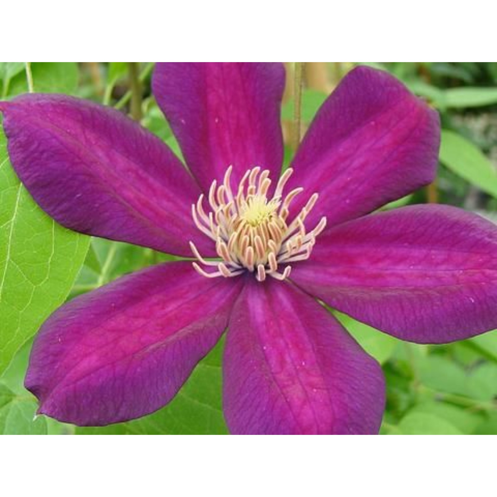 Клематис файрфлай фото и описание Клематис файрфлай фото и описание