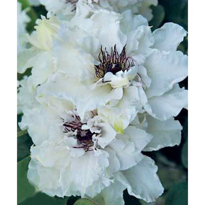 Клематис фест лайт фото Клематис фест лайт фото