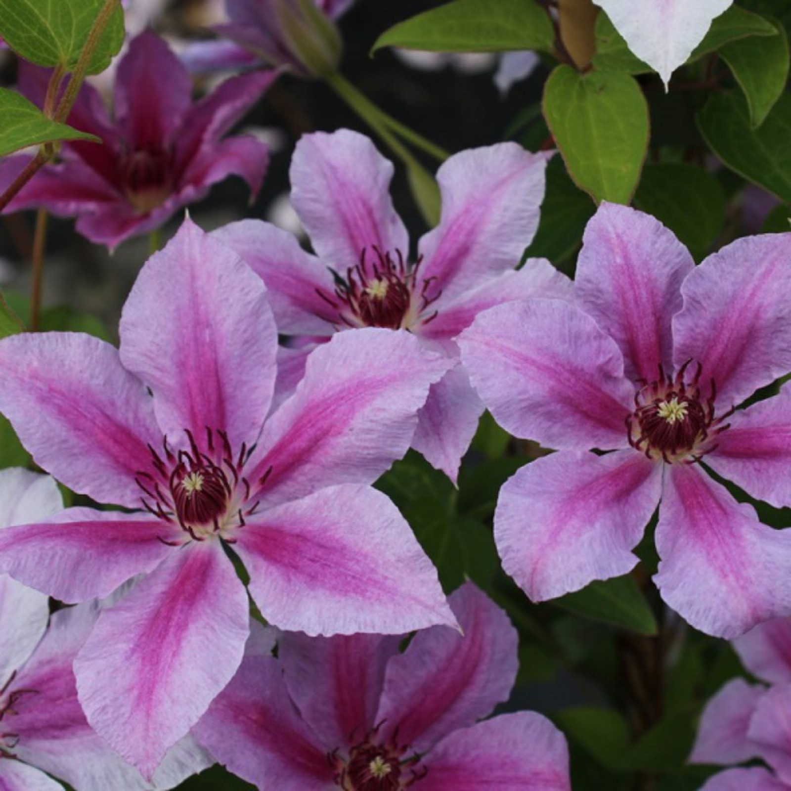 Клематис супер кьют описание AnikStroy.ru