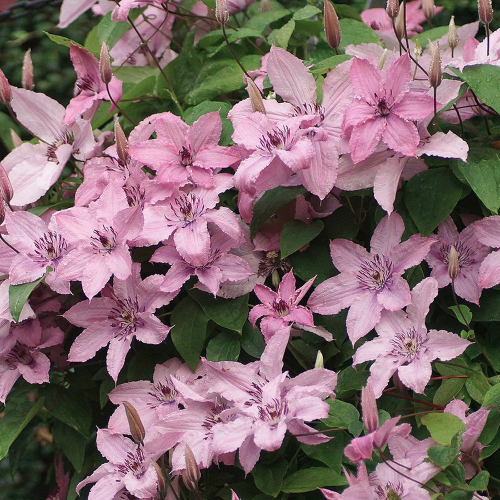Clematis (Клематис) Hagley Hybrid P9. Остаток шт 5