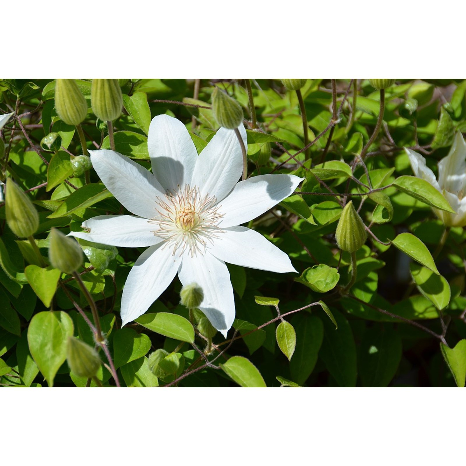 клематис, клематис лаздона, лаздона - Экзотик Флора