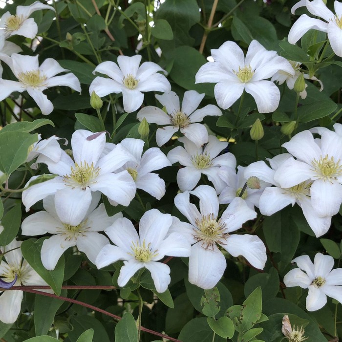 Clematis 'Huldine' Clematis pflanzen, Clematis, Kübelpflanzen