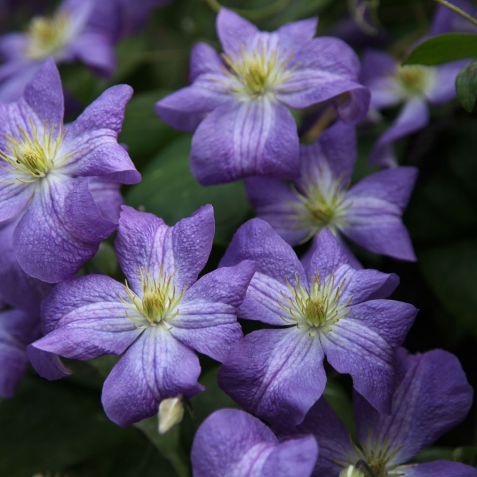 Клематис дженни фото Клематис дженни фото