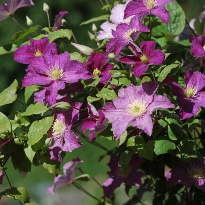 Клематис гибридный Данута. Краткий обзор, описание характеристик clematis Danuta