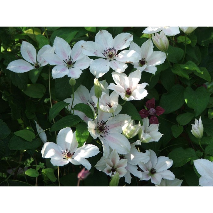 Пистачио кейк клематис фото Пистачио кейк клематис фото