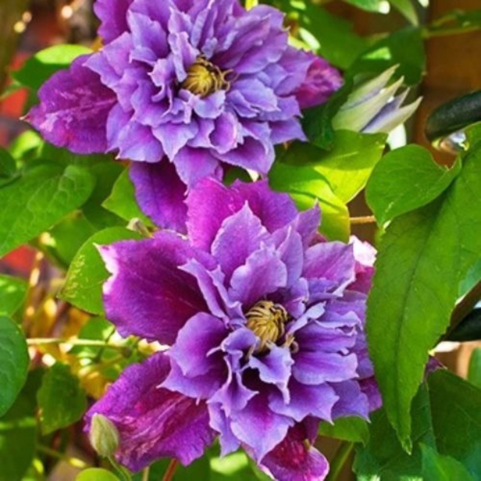 Интересные и необычные сорта клематисов Clematis, Flowers, Flowers photography