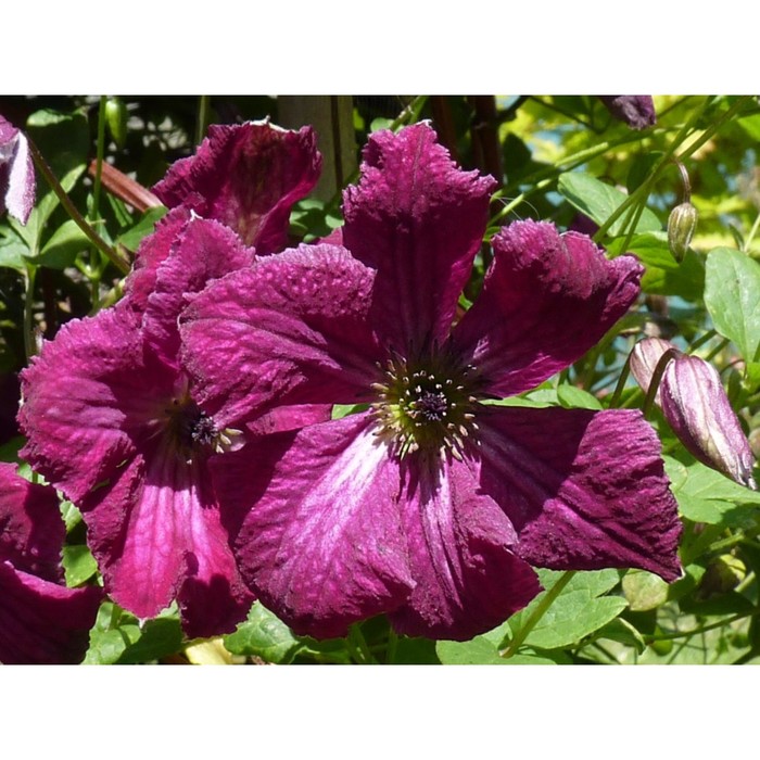 Клематис Рубра (50 семян). купить, отзывы, фото, доставка - 19ОК. Совместные пок