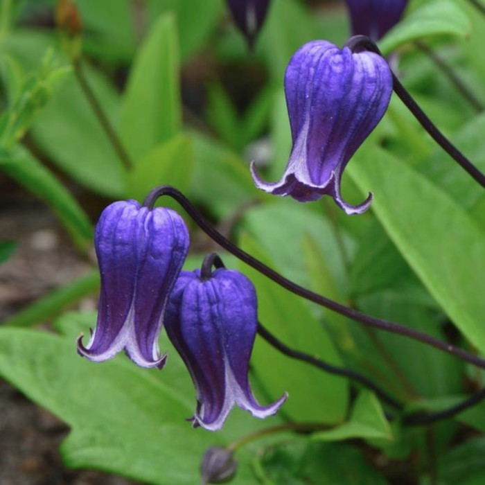 Клематис Софи (Sophie) купить в Москве, доставка почтой по России, недорого в ин