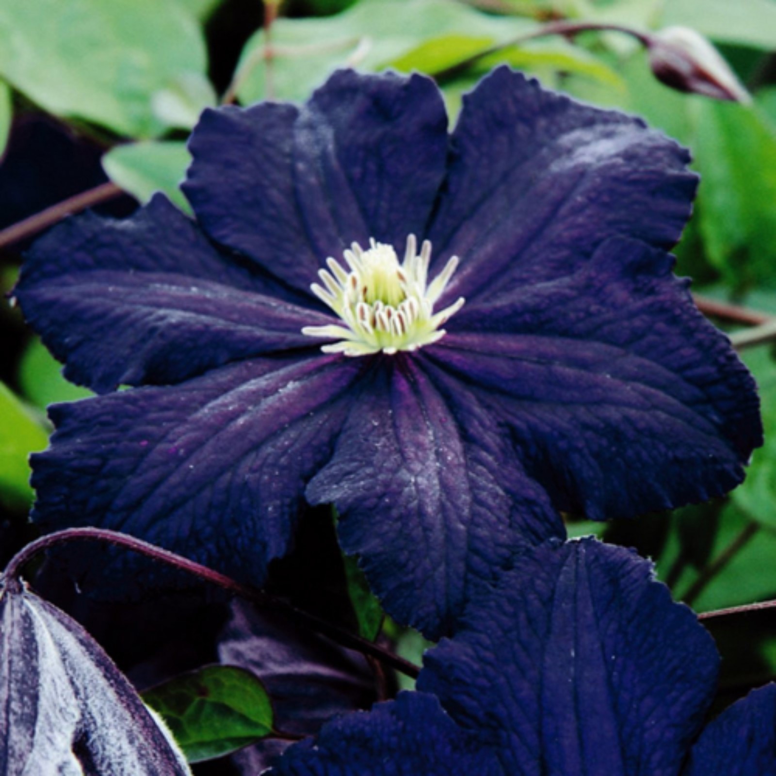 Клематис сорта с фото Клематис сорта с фото