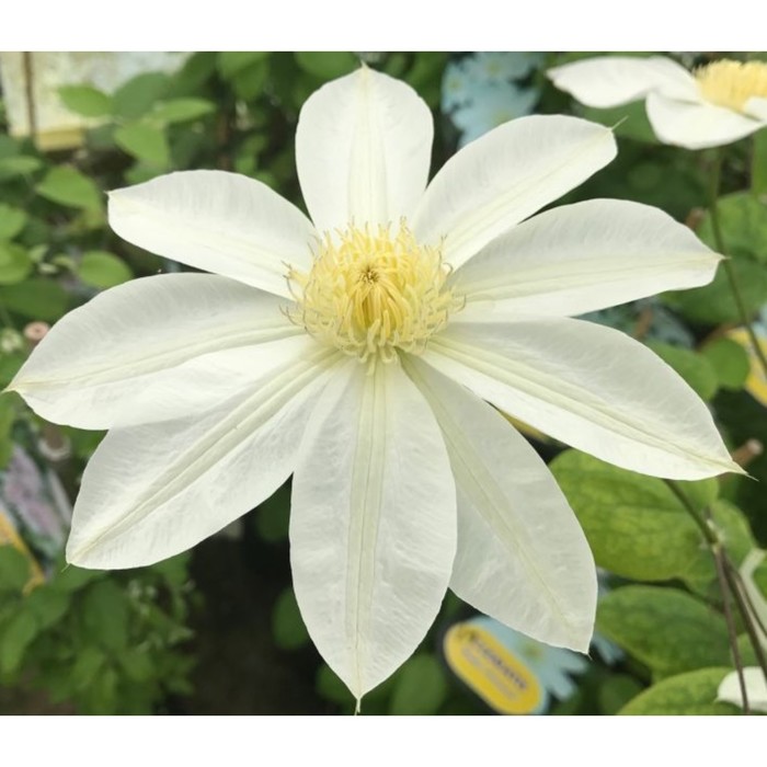 Клематис Вадас Примроуз (Wada's Primrose) саженцы купить в Москве и Подмосковье