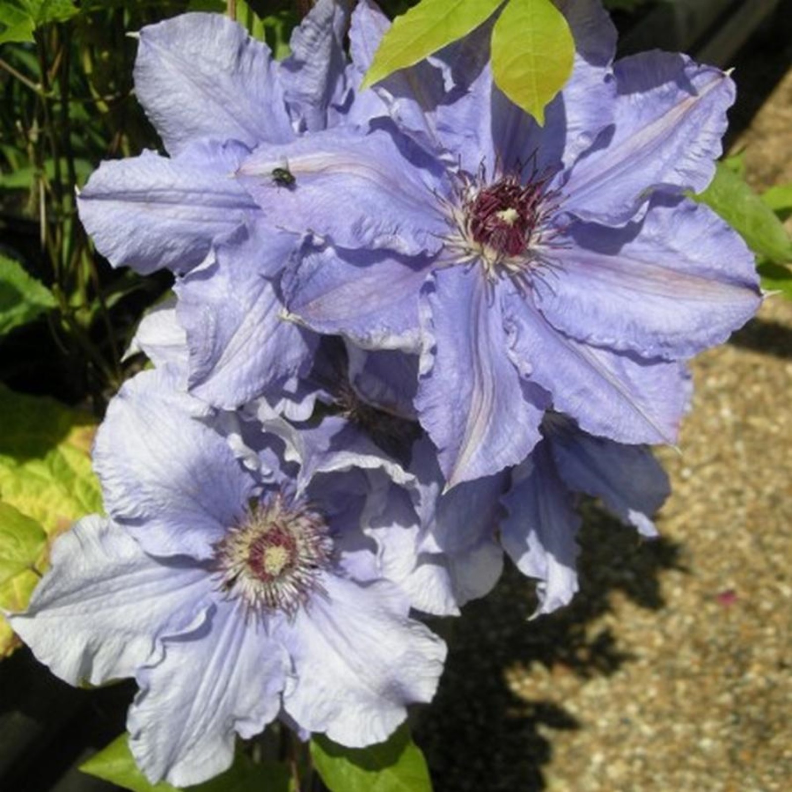 Клематис Уилиям Кеннет - вьющиеся растения - купить с доставкой по Москве и РФ в