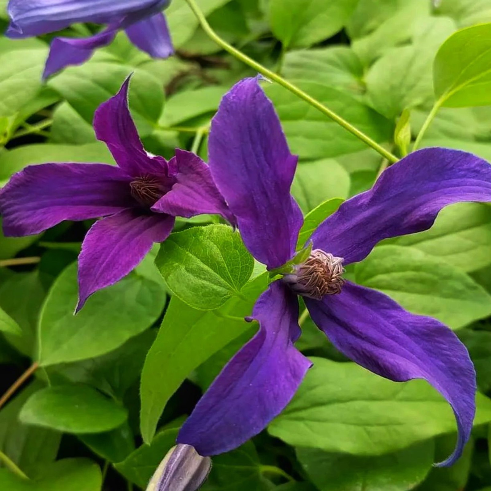 Клематис "Блю Пируэт": сорт с высокой морозостойкостью Feel Green Дзен