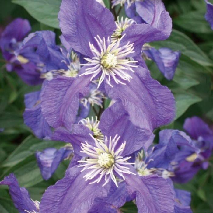 Clematis Blue Pirouette, New to our nursery 2015, Flowers - Clematis (Viticela)