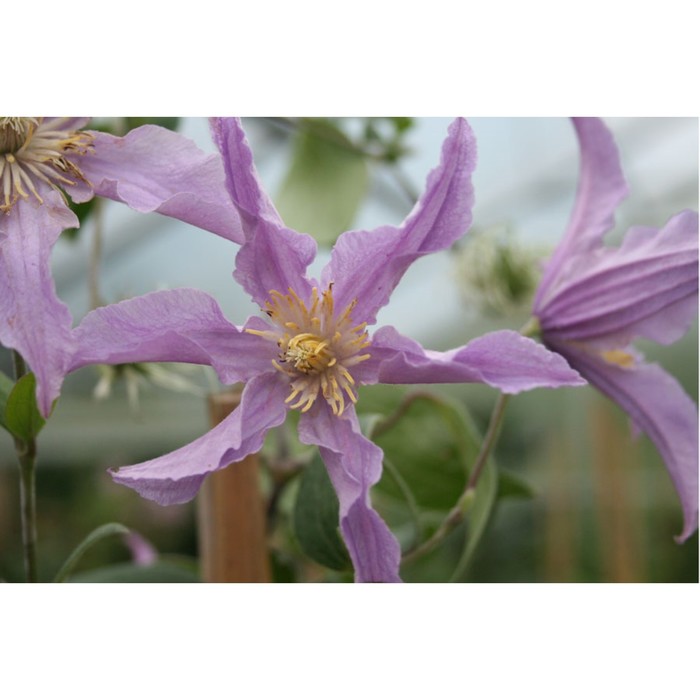 Ист ривер клематис Фитостудия-63.ру