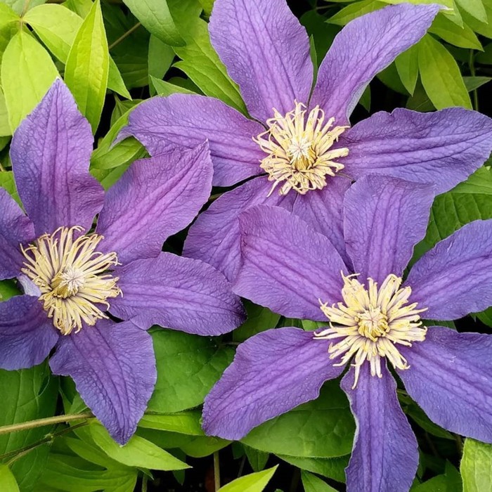 Clematis div. 'MISSISSIPPI RIVER' (Zomisri) - Clematis Herian